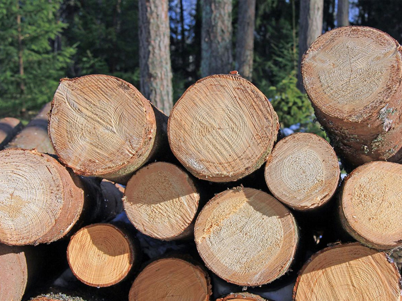 Could wooden buildings be a solution to climate change?